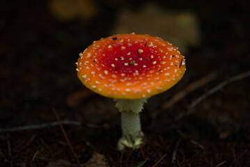 ベニテングダケ