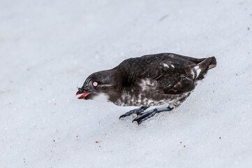Least Auklet (Aethia pusilla) at colony in early spring at St. George Island, Pribilof Islands, Alaska, USA