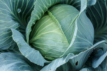 Fresh organic headed cabbage with leaves. Natural and safety food