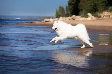 Fotobehang dogs on water © Alexandra