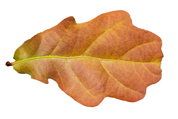 oak tree leaf in autumn colors detail on white background