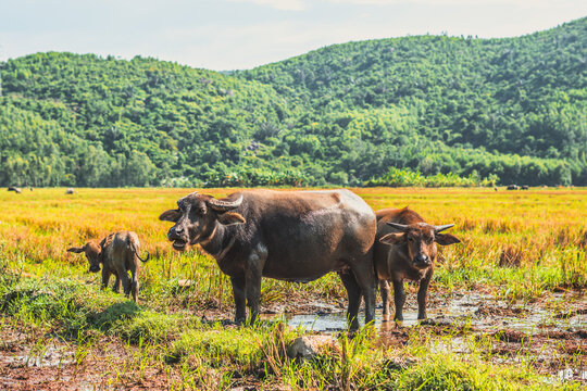 Family of Water Buffalo Standing graze Together rice grass field meadow sun, forested mountains background, clear sky. Landscape scenery, beauty of nature animals concept late summer early autumn day