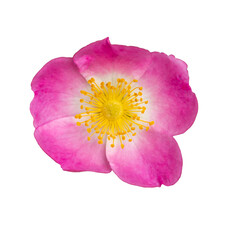 wild dog rose (Rosa canina) flower on white
