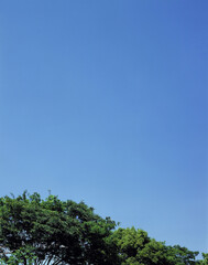 Obraz premium 林の上の青空