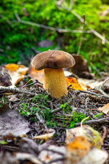 The Polish mushroom in various classification systems belongs to the genera Boletus or Xerocomus close-up.