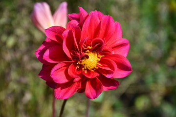 Bright pink Dahlia flower close-up in the garden