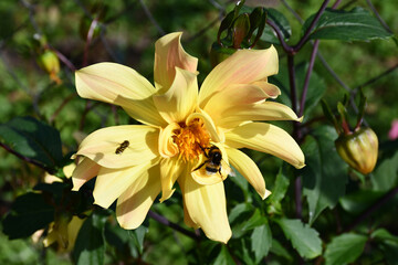 Close-up of a large Dahlia flower in bright yellow colors. A bumblebee sits on a flower. The texture of the petals.