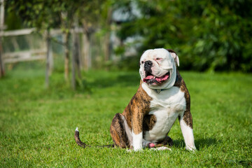 Brindle coat American Bulldog dog portrait outside