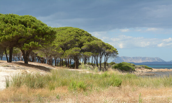 The view of the island of Tavolara from the gulf of Budoni in the beautiful pine forest of Sant'Anna.