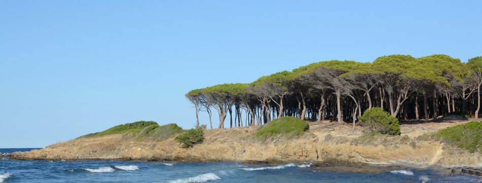 The view of the island of Tavolara from the gulf of Budoni in the beautiful pine forest of Sant'Anna.