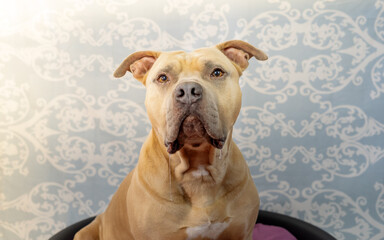 Hundeportrait mit Arthei 2020