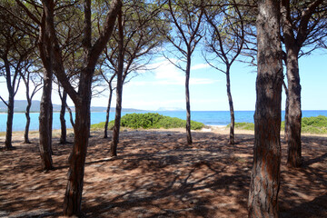 Fototapeta na wymiar The view of the island of Tavolara from the gulf of Budoni in the beautiful pine forest of Sant'Anna.