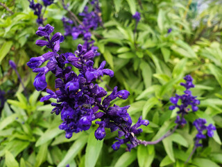Close-up of blue flowers Salvia farinacea or Lavandula.