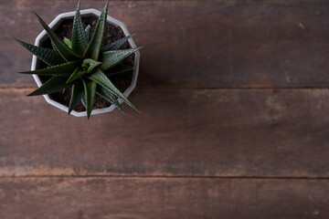 Small plant in pot succulents or cactus isolated on wood background  top view