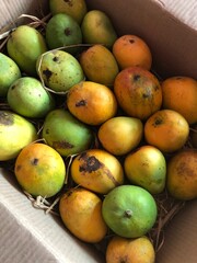 Delicious Indian Mangoes Green Yellow Ripe