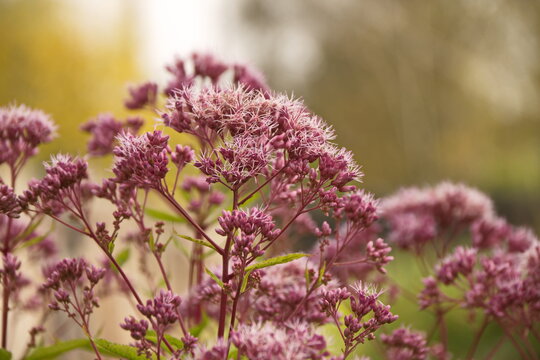 Eupatorium cannabinum L. (family Asteraceae). Stevia conpletely flowering in August, close-up of the inflorescence of pink color