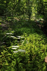 Fototapeta na wymiar moss on a path in marienfeld