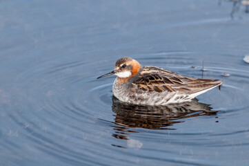 Red-necked Phalarope (Phalaropus lobatus) male in Barents Sea coastal area, Russia