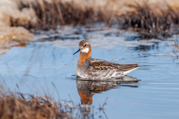 Red-necked Phalarope (Phalaropus lobatus) male in Barents Sea coastal area, Russia