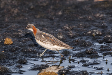 Red-necked Phalarope (Phalaropus lobatus) male in Barents Sea coastal area, Russia