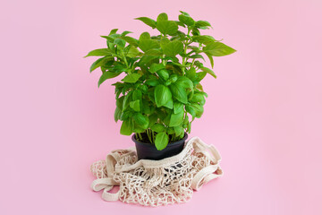 Green basil plant on a pink background