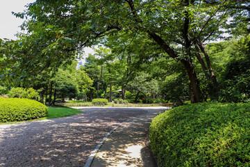 緑豊かな公園の遊歩道