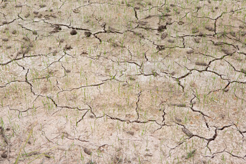 Small green rice grow on crack dry soil due to no rain. Ground with no water.