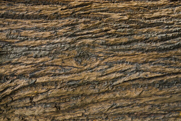 Brown bark texture with copy space. Tree surface texture.
