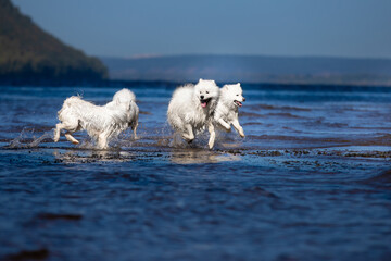 dogs on water