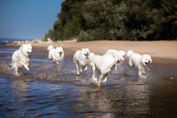 Fototapeta premium dogs on water