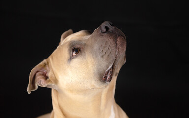 Hundeportrait mit Arthei 2020