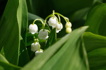 spring flowers in ukraine on a sunny day