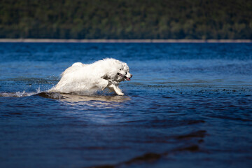 dogs on water