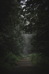 Path in woods on a foggy morning