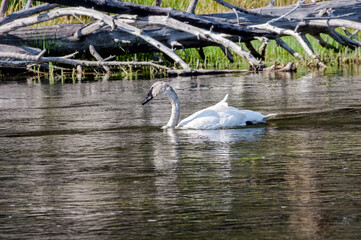 Trumpeter Swan (Cygnus buccinator) in Yellowstone National Park, USA
