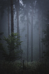 Misty morning in woods