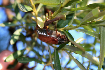 Cockchafer in a sea buckthorn