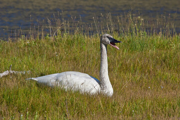 Trumpeter Swan (Cygnus buccinator) in Yellowstone National Park, USA