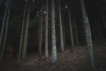 Dark woods in the mountains in autumn