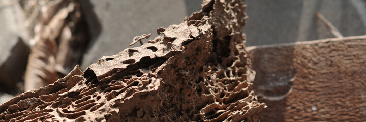 Termite nest sculpture in wood. Selective focus