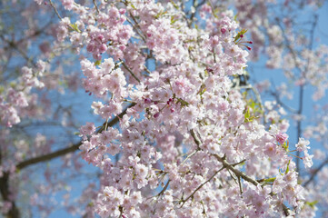しだれ桜の花のアップ
