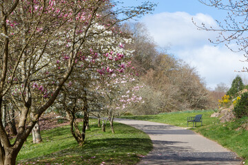 Path and magnolia trees in a park during spring © oceane2508