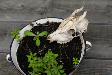 Trendy minimalist Halloween table decor/design with a scull and old pot with a flower. Rustic/boho decor at home. Copy space for message. Celebrating and Halloween party invitation. 