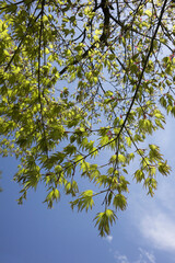 もみじの新芽青空抜け