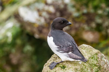 Dovekie (Alle alle) at least auklet colony in St. George Island, Alaska, USA