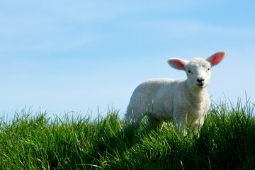 Deutschland, Schleswig-Holstein, Ostholstein, Ostseekueste. Ostseeinsel Fehmarn. Lamm auf dem Deich.