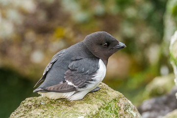 Dovekie (Alle alle) at least auklet colony in St. George Island, Alaska, USA