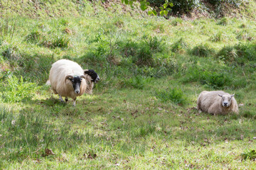 Sheep lying and grazing in a field