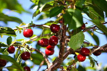 Obraz premium Pralle Kirschen am Kirschbaum im Sommer