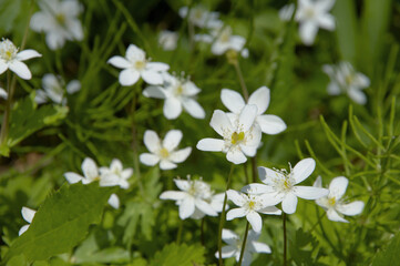 二輪草の白い花の群生